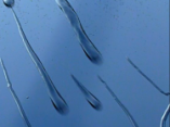 C[W